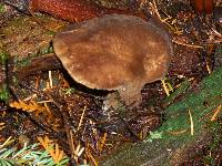 Jahnoporus hirtus image