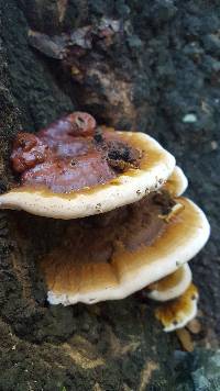 Ganoderma sessile image