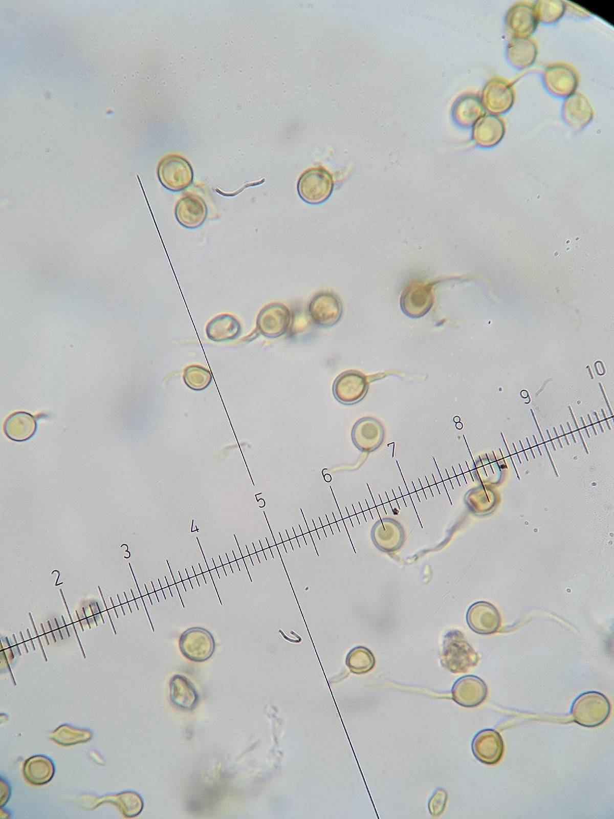 Lycoperdon asperum image