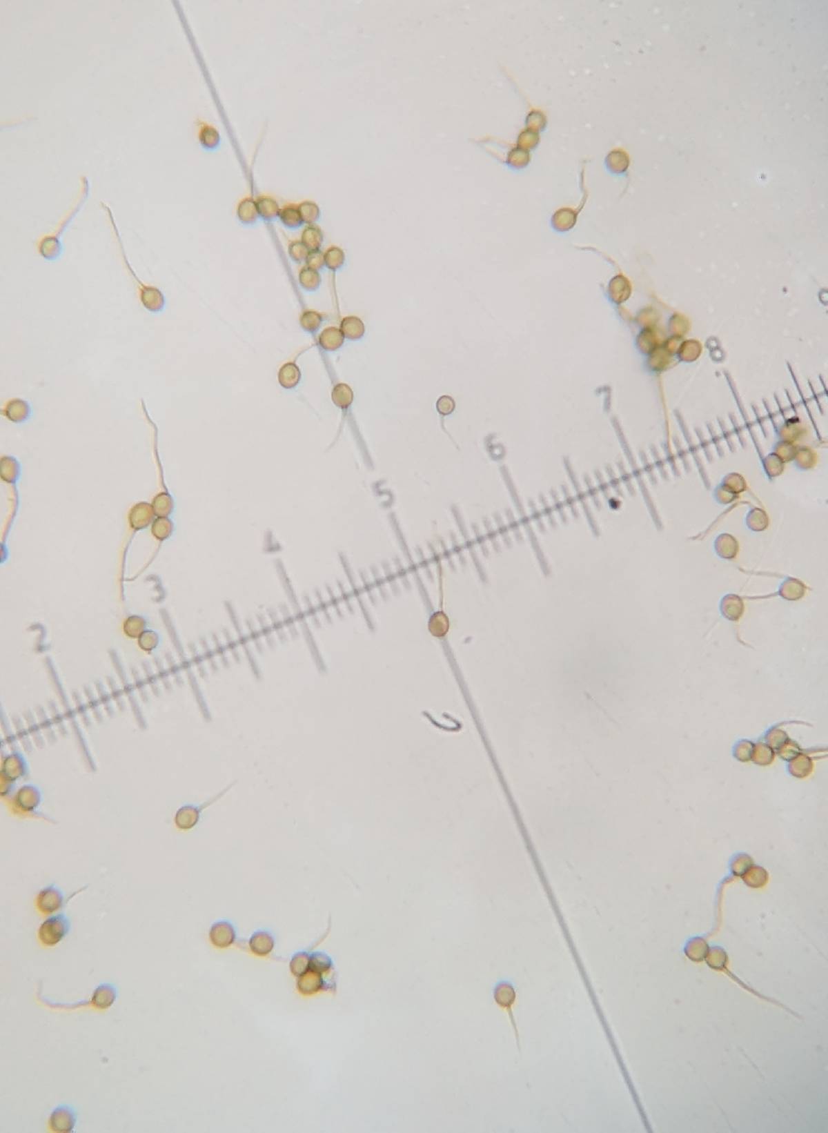 Lycoperdon asperum image