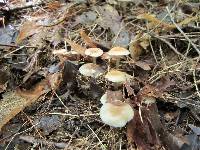 Hygrocybe laeta var. laeta image