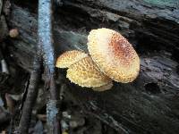 Leucopholiota decorosa image