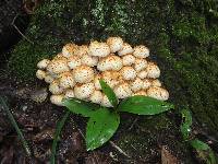 Pholiota squarrosoides image