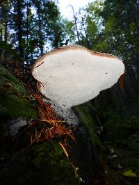 Fomitopsis officinalis image