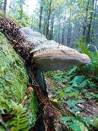 Fomitopsis officinalis image