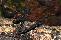 Xylaria apiculata image