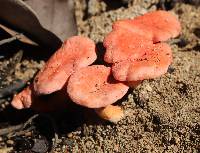 Cantharellus coccolobae image