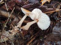 Rhodocollybia butyracea image