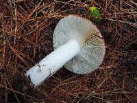 Russula seperina image