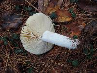 Russula seperina image