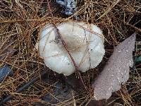 Pholiota lenta image