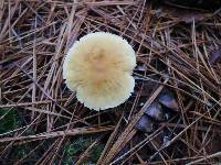 Cystoderma amianthinum image