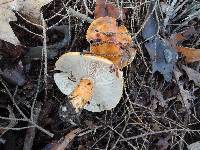 Tricholoma aurantium image