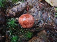 Hygrophorus purpurascens image