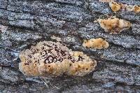 Phellinus gilvus image