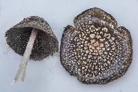 Coprinopsis picacea image