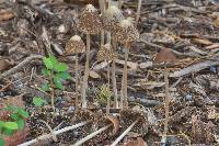 Psathyrella atrospora image