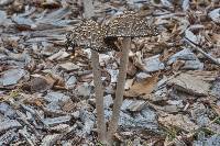 Coprinopsis picacea image