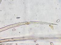 Crinipellis zonata image