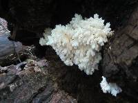 Hericium americanum image