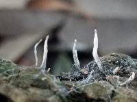 Xylaria filiformis image