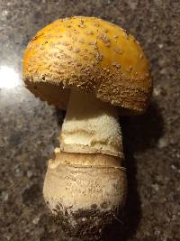 Amanita amerimuscaria image