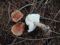 Rhodocollybia butyracea image