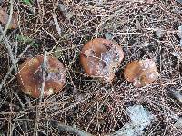 Suillus luteus image