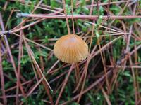 Galerina pumila image