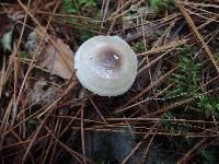 Russula versicolor image