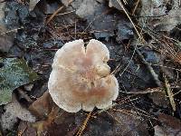 Clitocybe martiorum image