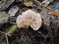 Clitocybe martiorum image