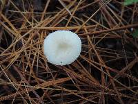 Leucocybe candicans image