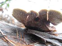 Gloeophyllum sepiarium image
