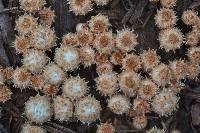 Cyathus stercoreus image