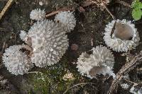 Lycoperdon curtisii image