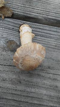 Amanita sect. Vaginatae image