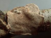 Datronia scutellata image