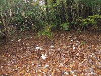 Clitocybe robusta image