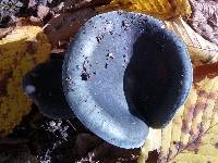 Russula cyanoxantha image