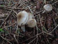 Hygrophorus agathosmus image