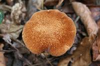 Polyporus radicatus image