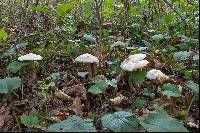 Tricholoma lascivum image