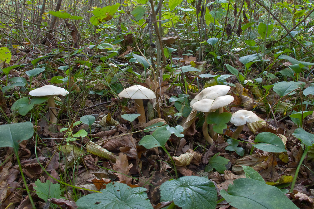 Tricholoma lascivum image