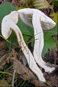 Tricholoma lascivum image