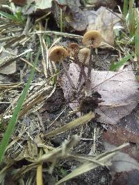 Entoloma conicum image