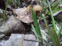 Entoloma conicum image