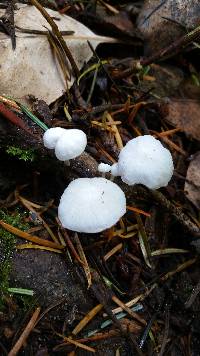 Hemimycena candida image