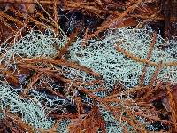 Usnea scabrata image