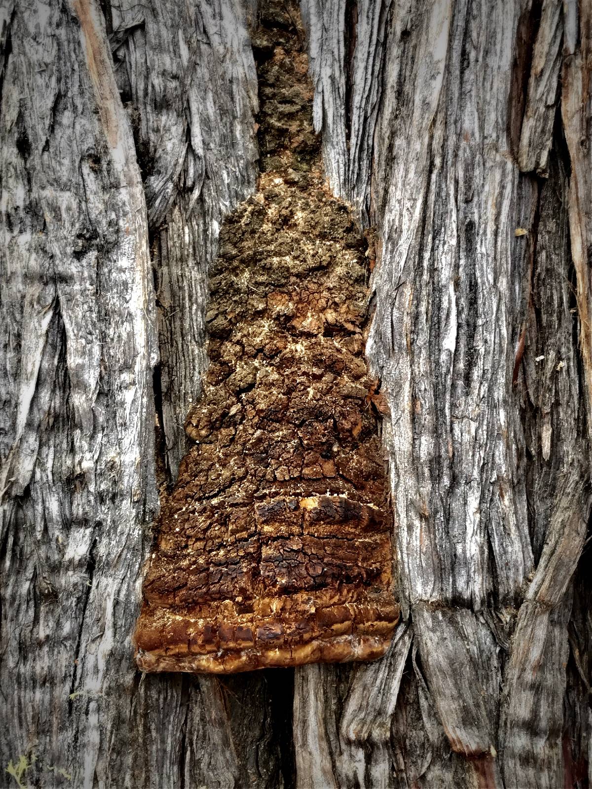 Pyrofomes juniperinus subsp. earlei image